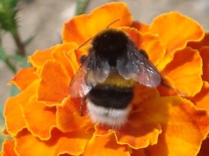 bee, Tagetes