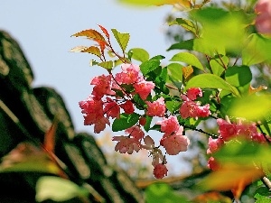 Pink, begonia, twig