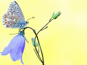 butterfly, bell, butterfly