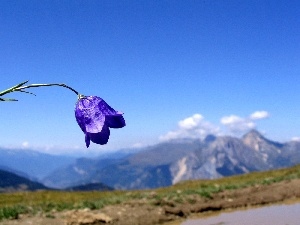 bell, Mountains, Colourfull Flowers