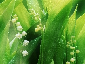 dew, bells, lily of the Valley, White