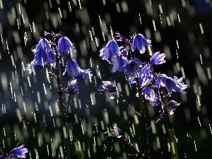 bells, flowers, Rain, Blue