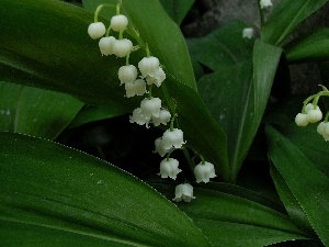 White, bells, lilies