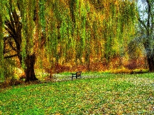Crying, Bench, Willow