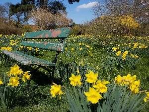 Garden, Bench, Daffodils