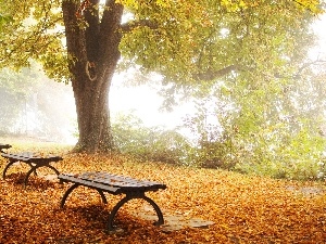 Leaf, bench, forest, autumn, car in the meadow