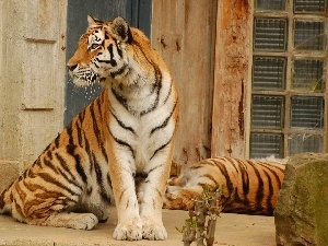tiger, bengal, gazing