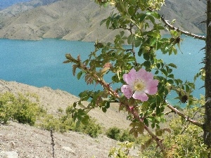 Benmore, Twigs, lake, New Zeland, flourishing