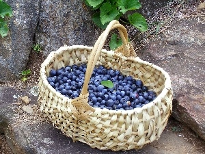 full, berries, basket