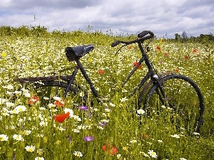 Flowers, Bike, Meadow