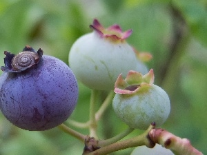 bilberry