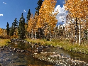 autumn, birch, River