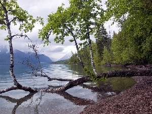 birch-tree, bent, coast, lakes