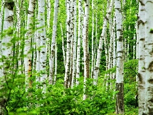 birch, forest