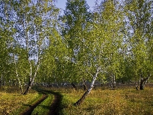 grove, birch, Way
