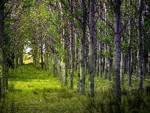 birch, grove
