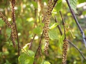 Leaf, birch, young