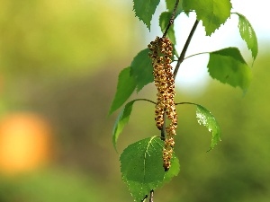 birch-tree, leaves, young