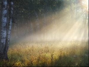 birch, forest, rays, sun