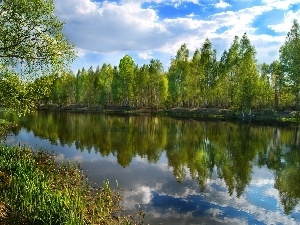 birch, viewes, River, trees