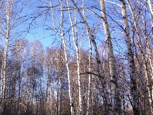 birch, viewes, forest, Sky, trees