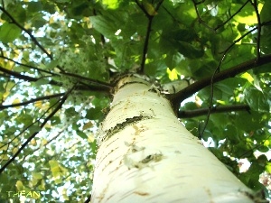trees, birch-tree