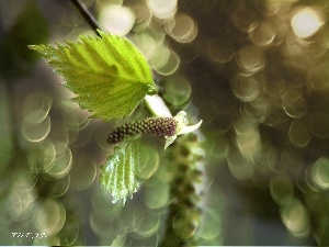 young, birch, leaf