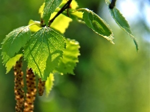 Young, birch, Leaf