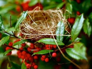 nest, Bird, Plant