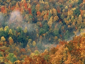 bird, flight, View, forest