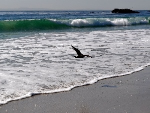 Waves, Bird, sea