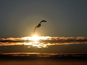 Bird, Sky, west, sun