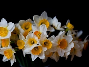 black, an, Daffodils, tle, bouquet
