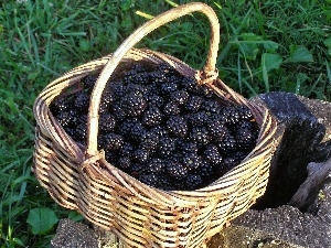 blackberries, basket