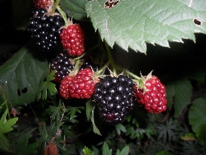 Black, blackberries, appetizing