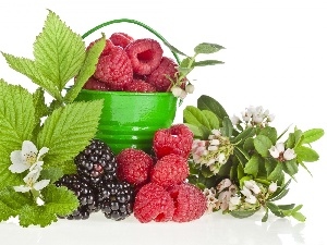 blackberries, raspberries, green ones, Flowers, Bucket