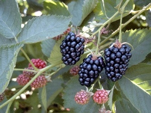 blackberries, Fruits