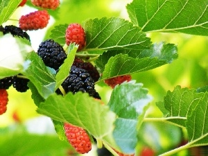 maturing, blackberries, Twigs