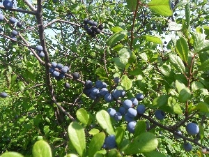 Fruits, blackthorn, Mature