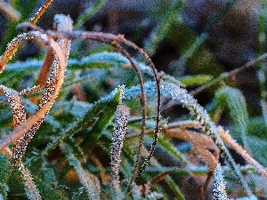 blades, White frost, grass