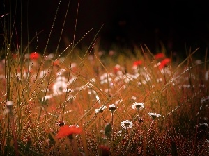 blades, daisies, Meadow, grass, Flowers