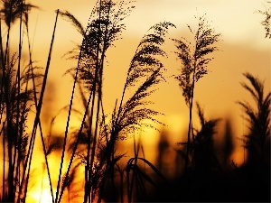 blades, grass, Great Sunsets