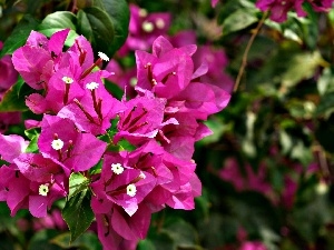 Blossoming, Bougainvillea