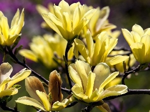 Blossoming, Magnolia, Yellow Honda