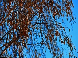 blue, Sky, birch-tree