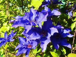 blue, Clematis