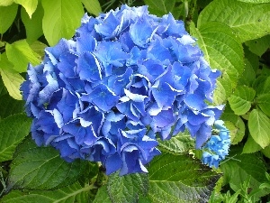 Blue, hydrangea, Colourfull Flowers