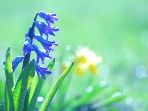 blue, Colourfull Flowers, hyacinth