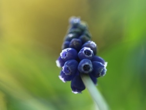 blue, Colourfull Flowers, Muscari