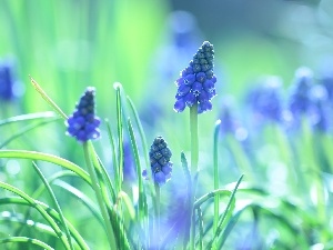 blue, Colourfull Flowers, Muscari